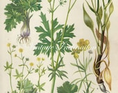 Vintage Botanical Print Antique FLOWERS, plant print botanical print, bookplate 3 art print, yellow plants plant wall
