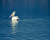Pelican Photography, Wildlife Bird Photography, Aquamarine blue turquoise 8x10 or 8x12 print indigo