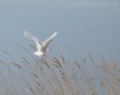 Nature Photography, animal photography, blue and tan fine art print, 8x10 photograph