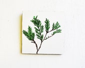 Cedar Branch.  Botanical Painting.  6x6 Nature Symbols.  Winter.  Evergreen.  Original Art.  Home Decor. - SorchaMoon