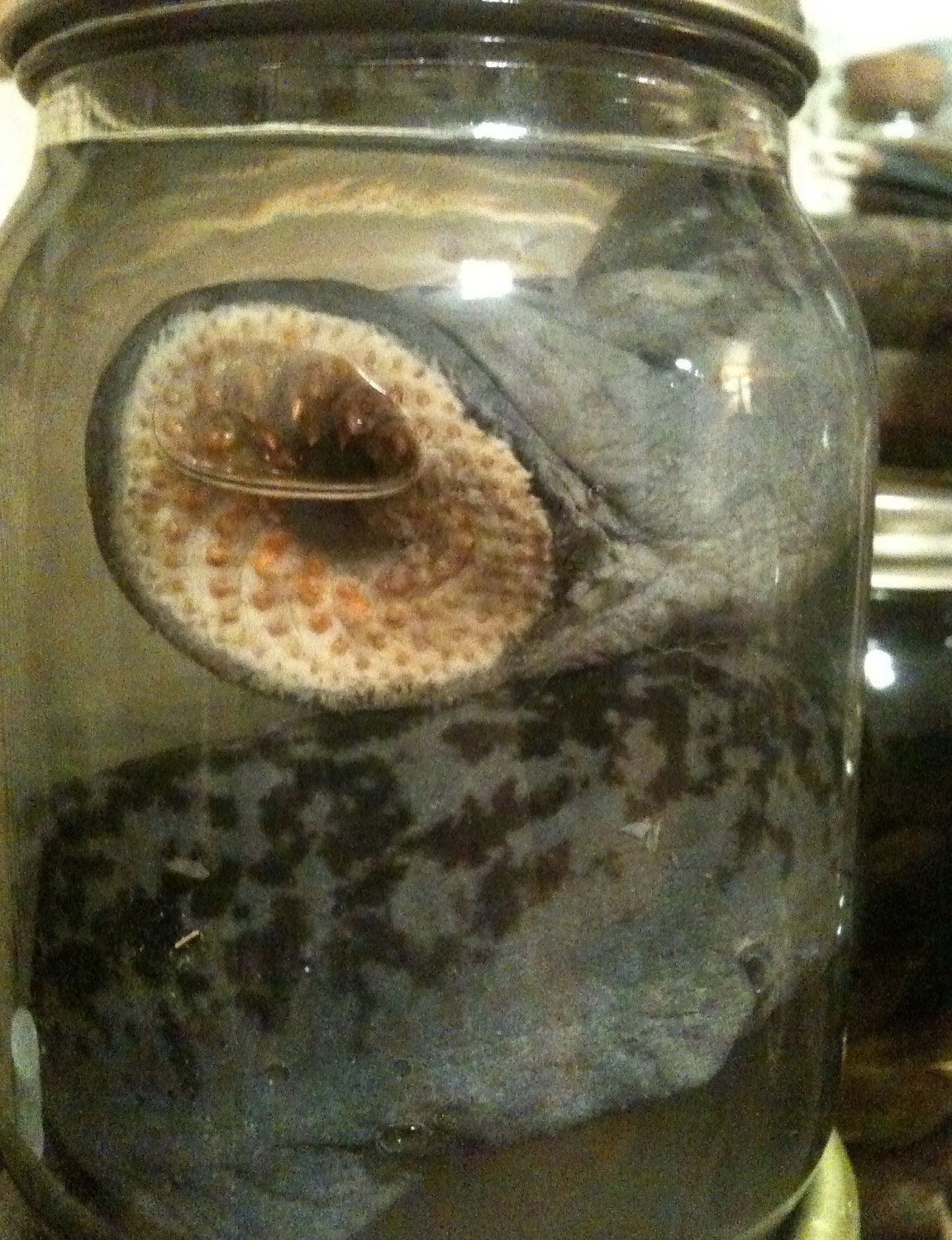 DEATH WORM Terrifying Lamprey Eel in a Jar - Preserved Wet Specimen Taxidermy