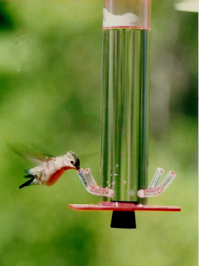 Hummingbird Feeder HB-1 by Peter's Feeders: The unique design let's you actually see the birds drinking.