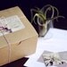 Plant-O-Gram and Vessel // Surprise Air Plants Sent to Anyone plant delivery