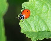 Insect Photography, red ladybug photo on green leaf, nature wall art, 5x5 print, Take the Leap