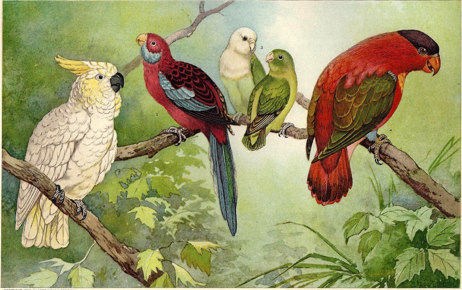 Walter Lory Love Colours Walter Lory Love Colours