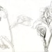 Fading Iris, graphite pencil drawing, field sketch, print with archival ink