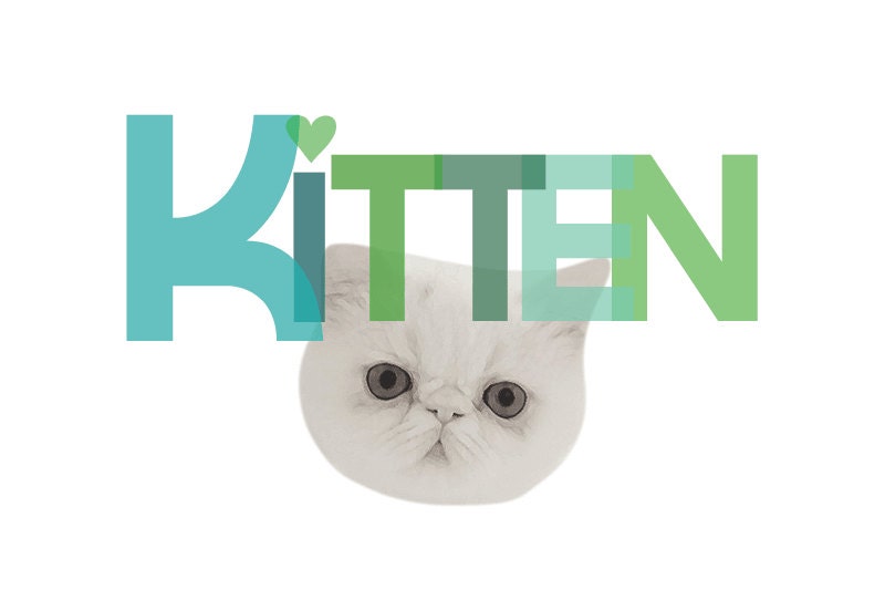 kitten love 4 x 6 print