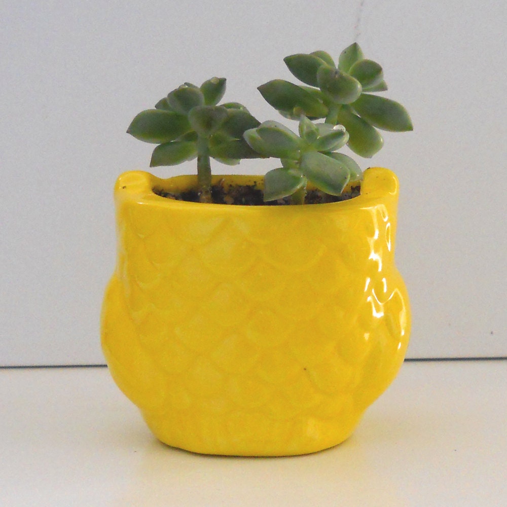 Ceramic Mini Owl Desk Planter Vintage Design in Navy