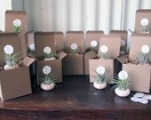 shower // air plant party favors // qty. 25