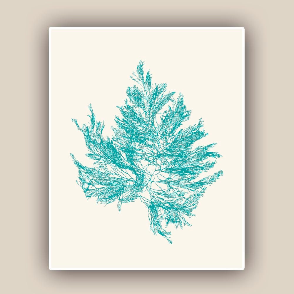 Seafan Seaweed Print in green turquoise,Bathroom wall decor, Pressed seaweed Art,  Original Print. shabby chic, beach cottage decor