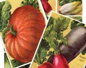 french vegetables...vintage illustrations..instant download.....digital collage sheet  no. 235