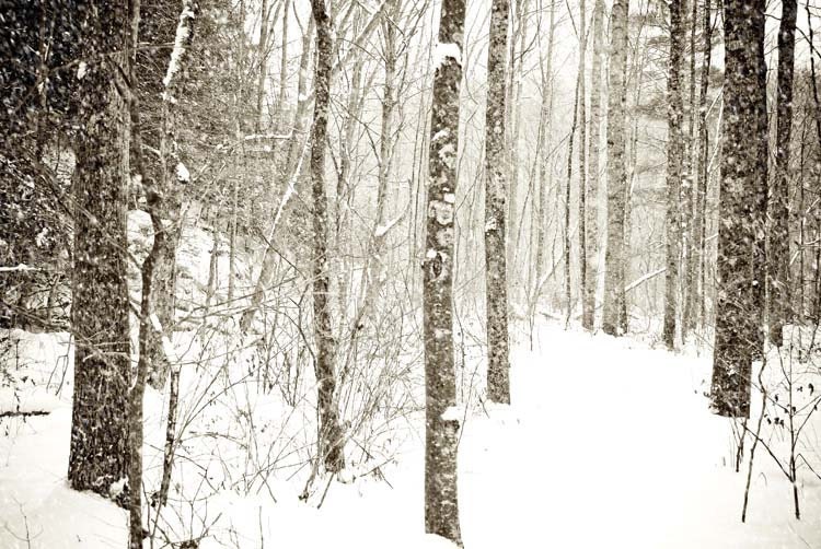 winter art . snow photograph . woodland art . tree . holiday art . nature . Christmas decor. black and whtie . fine art photography . fores - joystclaire