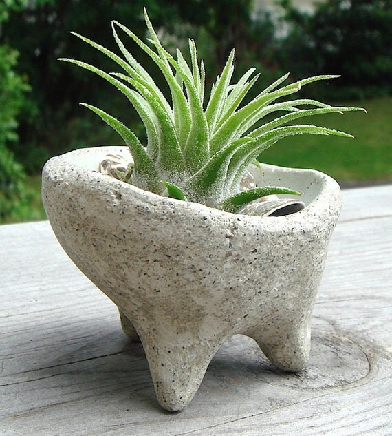 ZEN Mini Concrete Planter with Druid Air Plant