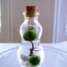 SALE Zen Pet Micro Marimo Moss Balls Gourd Bottle Mini Terrarium