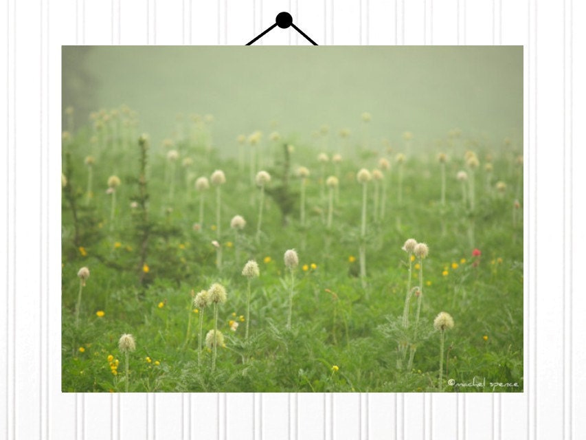 Pasqueflower Seedhead Field 11X14 Photograph...Mt. Rainier Flowers Natural Affordable Art Flower White Forest Field Nature Lover