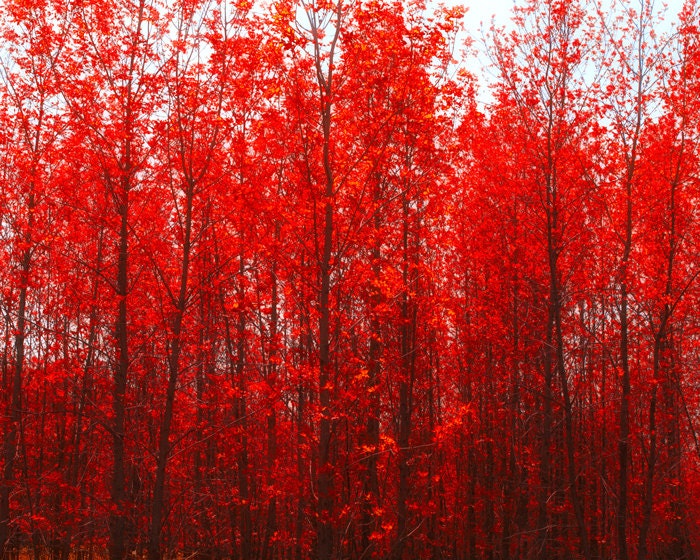 Autumn photography, red, scarlet, crimson, ruby red, cranberry, fall decor, vibrant, blood red, red trees, fire engine