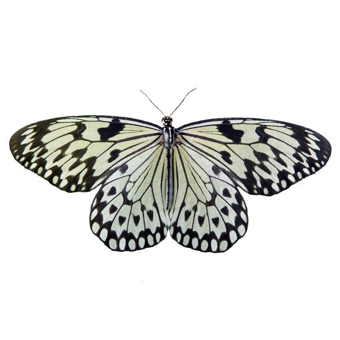 Butterfly photo, spring, black and white, wings, animal, botanical gardens, macro photography, nursery, butterflies Two Tone 8x8
