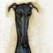 A Little Possession - Greyhound Art PRINT