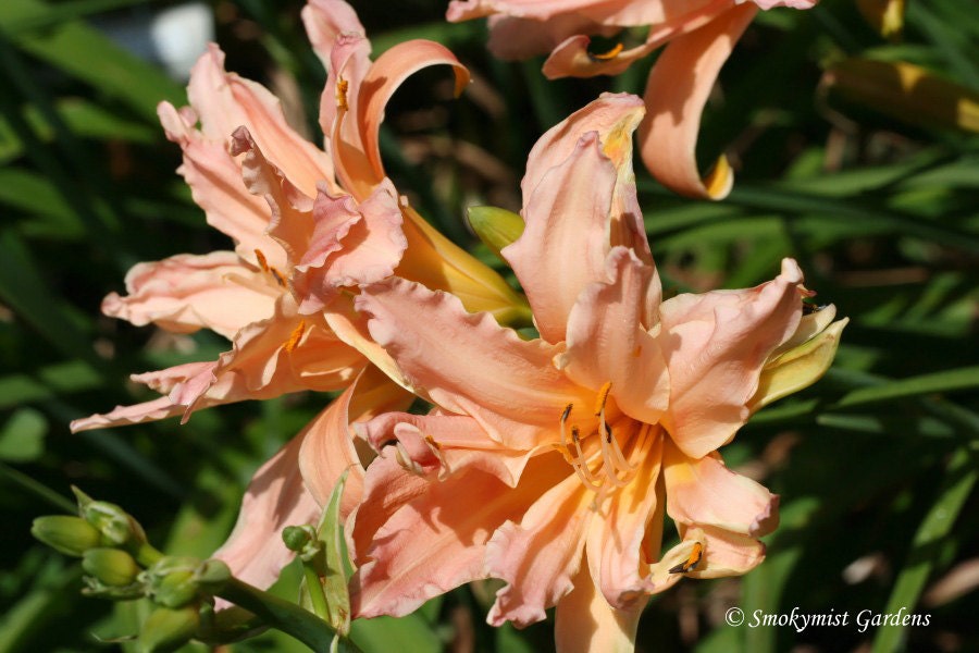 Daylily Double Pom Pom Salmon Color live plant Double fan