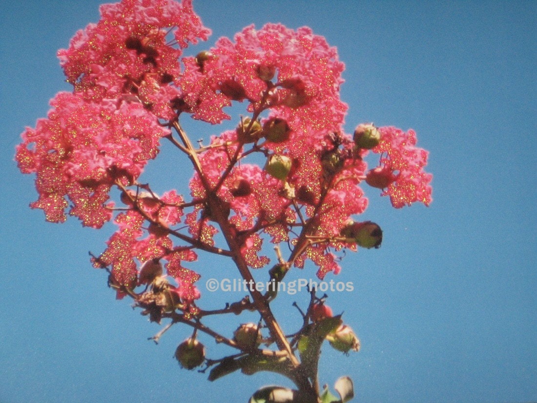 Pink Crape Myrtle Fine Art Photograph Print Glossy OOAK