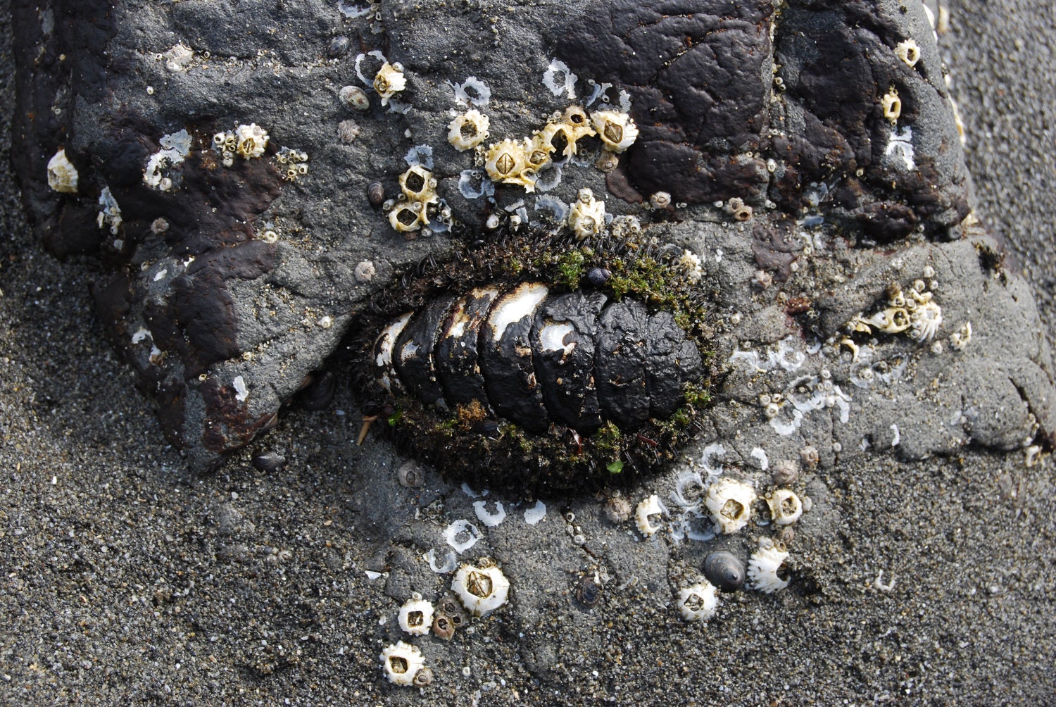 Empty Sea Shell Picture Sandy Beach Gray Sand Pacific Ocean Beach Photo Gray Sandy Beach Photography