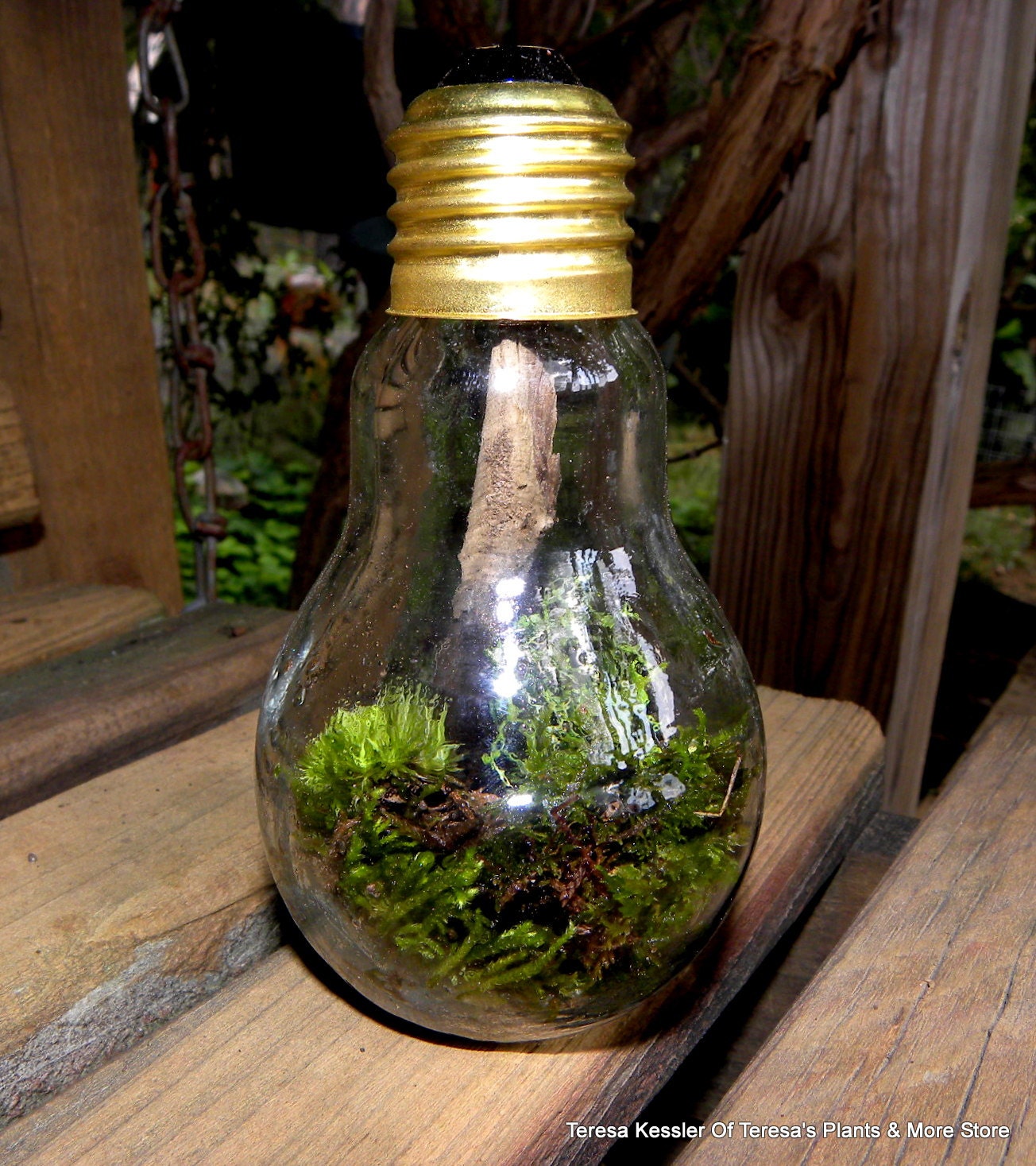 Light bulb Terrarium wild and free-Woodland Moss-Forest Fresh moss-Green light here all the way.