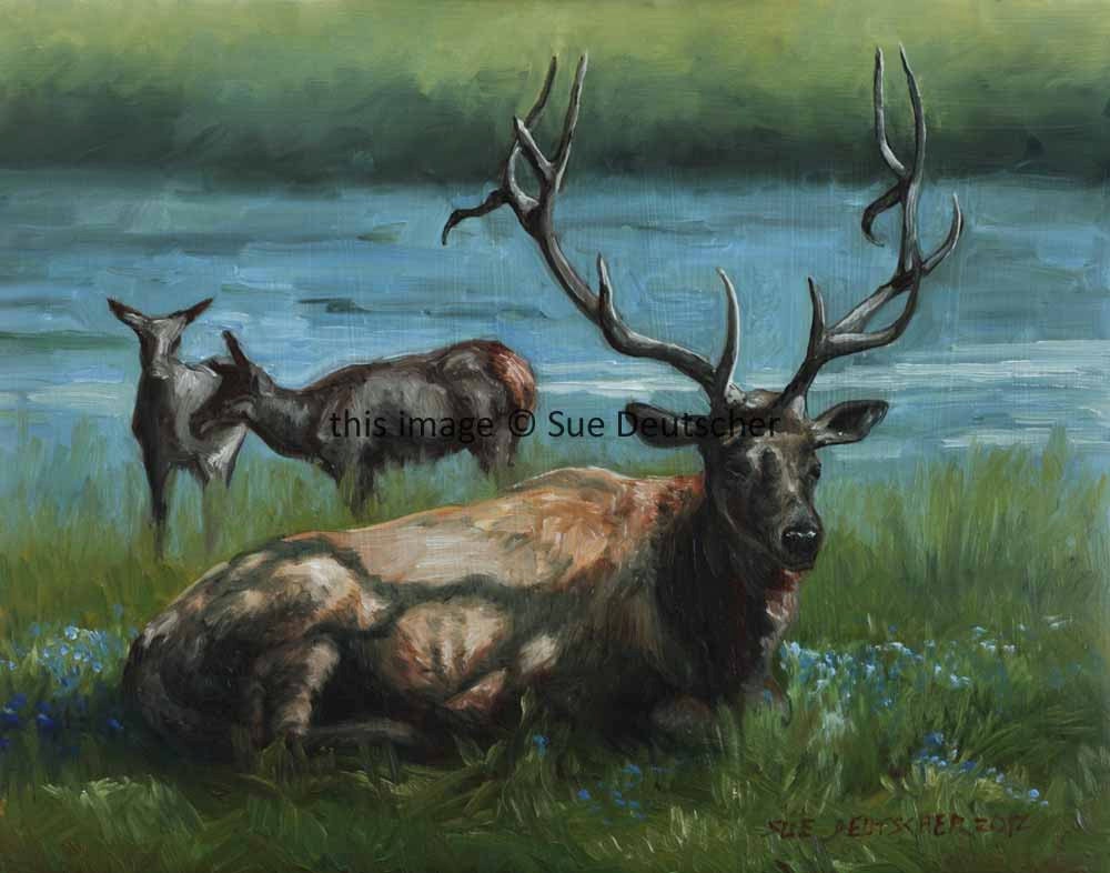 Elk - 8x10 print
