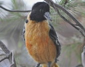 Needle Felted  Wool Animals.OOAK Artist  Baltimore Oriole. Real size.Soft Sculpture. Needle felt by Daria-READY  to ShipLvovsky