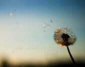 Dandelion Summer Photography -  8x12 inch