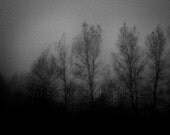 Dark Forest Fine Art Black and White Photography Set - 3  5x7 inch
