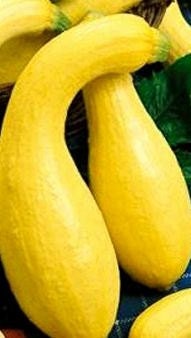 Squash, Golden Summer Crookneck Squash Seeds - Beautiful, Delicious & Productive - thegardenstudio Squash, Golden Summer Crookneck Squash Seeds - Beautiful, Delicious & Productive - thegardenstudio