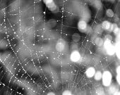 Sun After the Rain - 8 x 10 Fine Art Digital Photo Print - B. and W. Surreal, Spiders Web with Bokeh - Affordable Home Decor - Rustic Photo