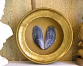 Blue Mussel Shadow box
