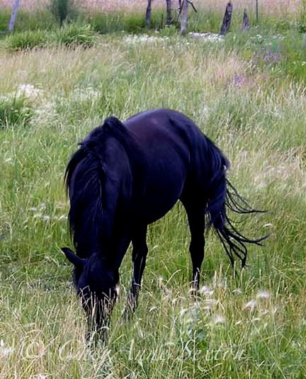 Black Horse - Purple horse -So Black he is Purple - horse study 8x10 - Photographic giclee print