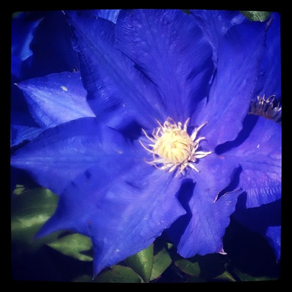 Purple Clematis Blooming in the Oregon Springtime, Square 4X4 Photo, Baby Nursery Decoration, Bold and Bright Happy Flowers