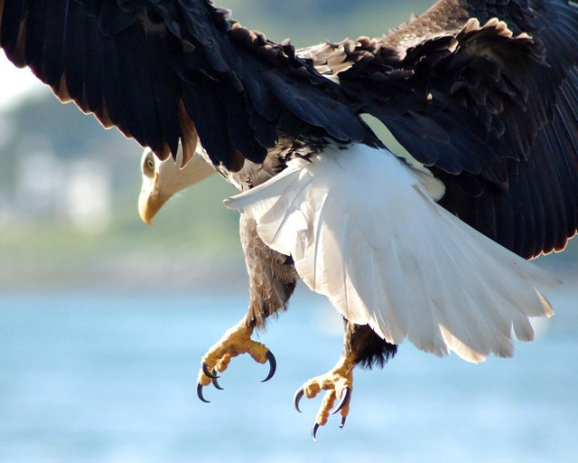 Bald Eagle - The One, Sitka, Alaska Winter Blues and Greens Cold, Talons Power