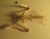 Cruelty Free Gerbil Skeletal System Bone Bones Rodent Taxidermy Religious Educational Magic Spell Art Crafts Animal Real