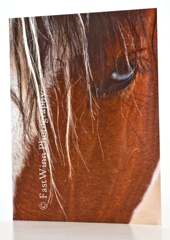 Box of 4 Greeting Cards of  Rare Colonial Spanish Horses