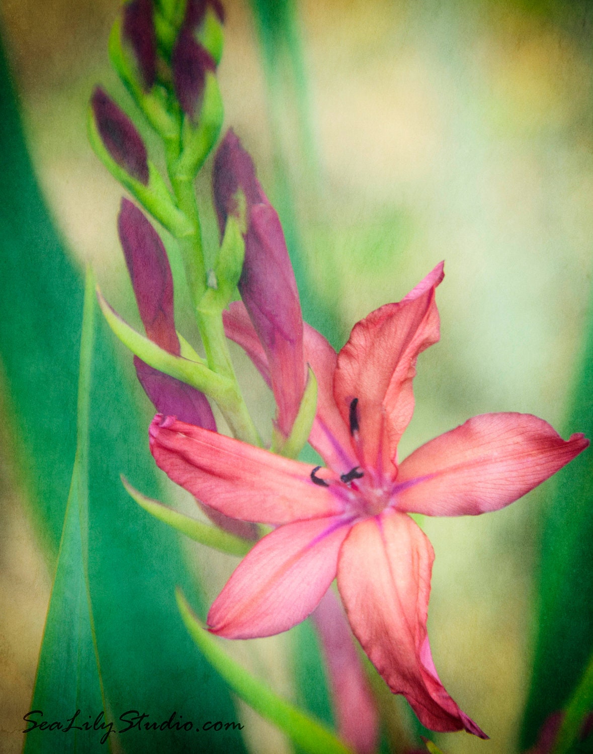 Tropical Lily - 8x10 - Flower Photography