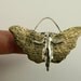 Henni is Unfolding Herself - Repurposed Sterling, Brass, And PMC - Art Jewelry Pendant - 834