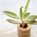 Succulent Cork Magnet, EOS Kalanchoe
