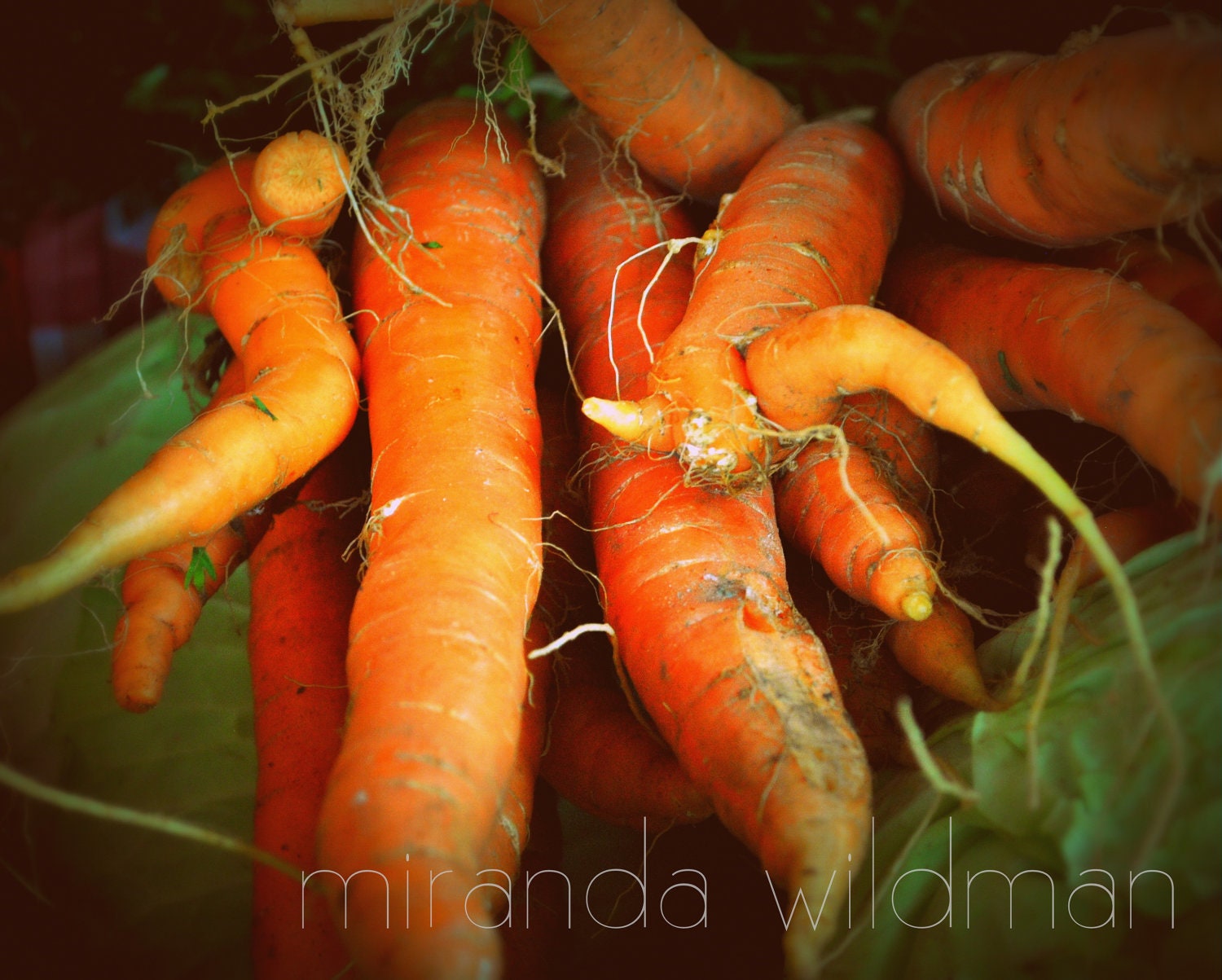 Summertime Carrots 8x10 photograph by Miranda Wildman FREE SHIPPING
