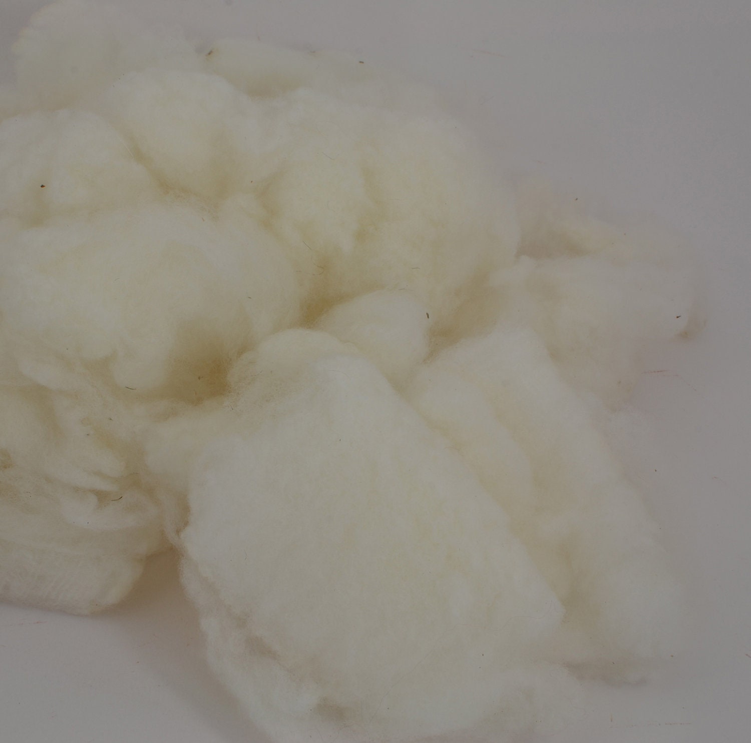 Washed Cormo Wool Fleece Locks Spinning and Felting Fiber