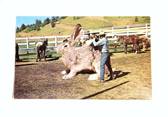 Saddling Up Big Jack - Vintage Postcard