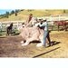 Saddling Up Big Jack - Vintage Postcard