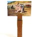 Saddling Up Big Jack - Vintage Postcard