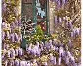 Wisteria Window, Paris, La Glycine, springtime, romantic, floral, lavender, wall decor 8x12 Original Fine Art Photography