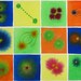 Cell Division 25 - Original Watercolor Painting