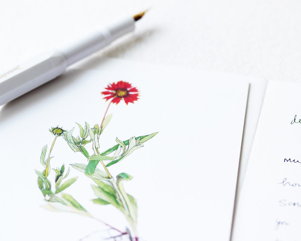Red Indian Blanket, Note Cards, Watercolor Botanical Illustration