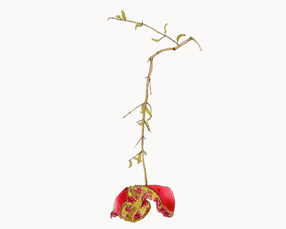 Wild Red Pomegranate,  Watercolor Botanical Illustration, 11x14"